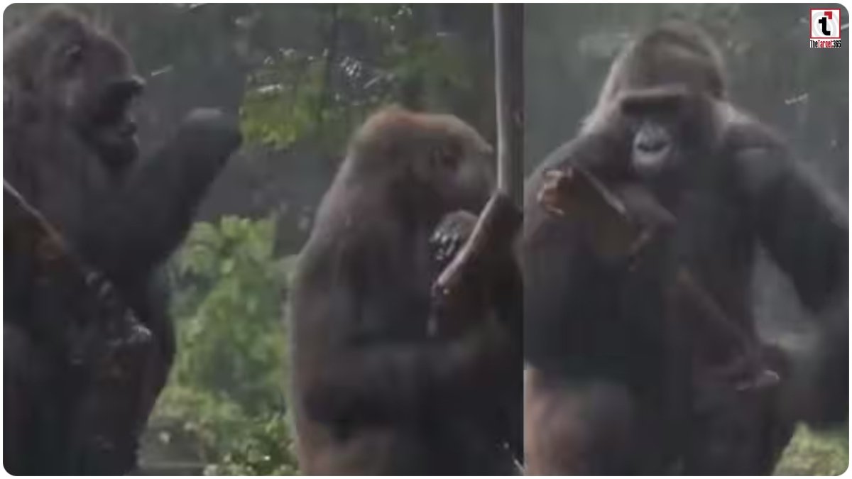Viral Gorilla Video