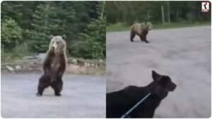 Viral Video