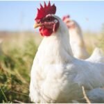 White Leghorn : व्हाइट लेगहॉर्न मुर्गी से बढ़ाएं अंडा उत्पादन, कम खर्च में कमाएं शानदार मुनाफा
