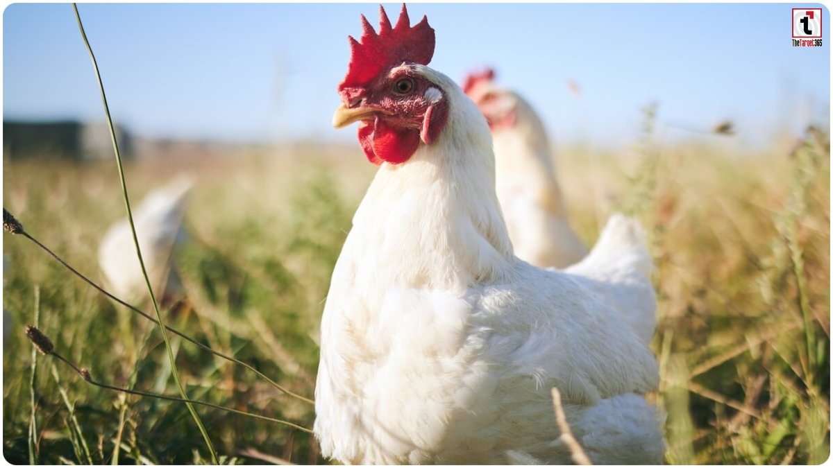 White Leghorn