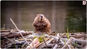 Wildlife Engineering