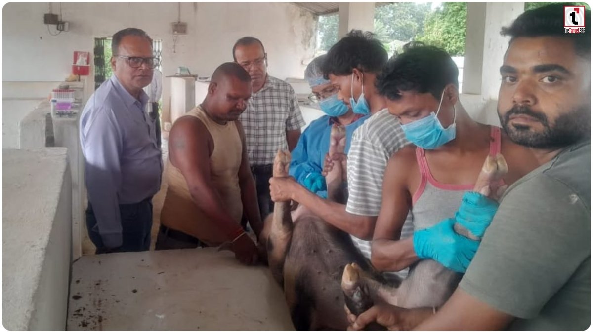 African Swine Fever Vaccine