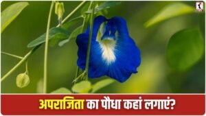 Aparajita Plant
