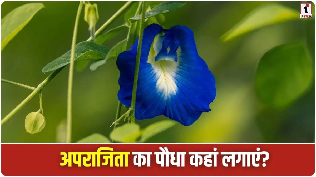 Aparajita Plant