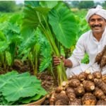 Arbi Farming: फार्महाउस की खाली जमीन में करें अरबी की खेती, कम लागत में मिलेगा शानदार मुनाफा
