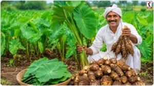 Arbi Farming