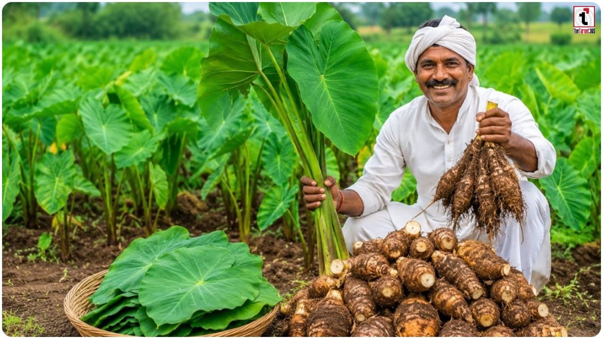 Arbi Farming