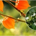 Ashwagandha Farming : अश्वगंधा और स्टीविया में कौन देगा ज्यादा मुनाफा, जानिए खेती का पूरा गणित