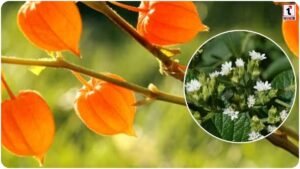 Ashwagandha Farming