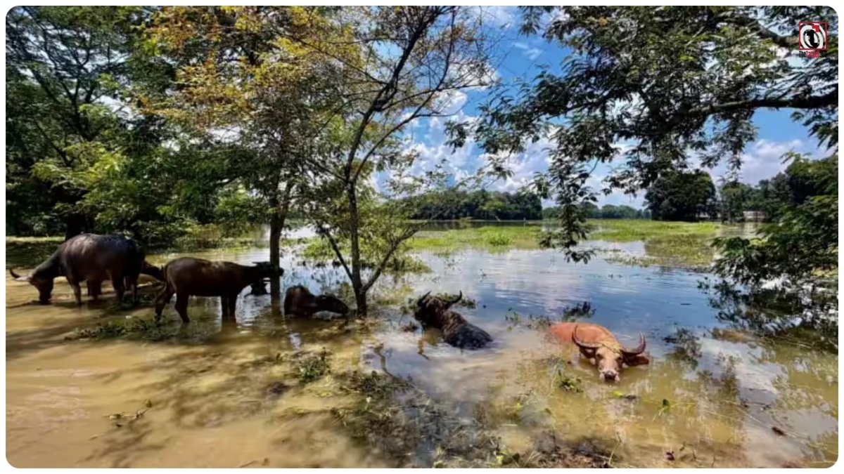 Assam Flood Update