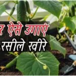 Balcony Gardening : बालकनी में ऐसे उगाएं रसीले और ताजे खीरे, आसान टिप्स से पाएं भरपूर और बेहतर फसल