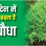 Bamboo Farming: बांस की खेती से होगी शानदार कमाई, जानिए इसकी खेती, फायदे और बाजार की मांग