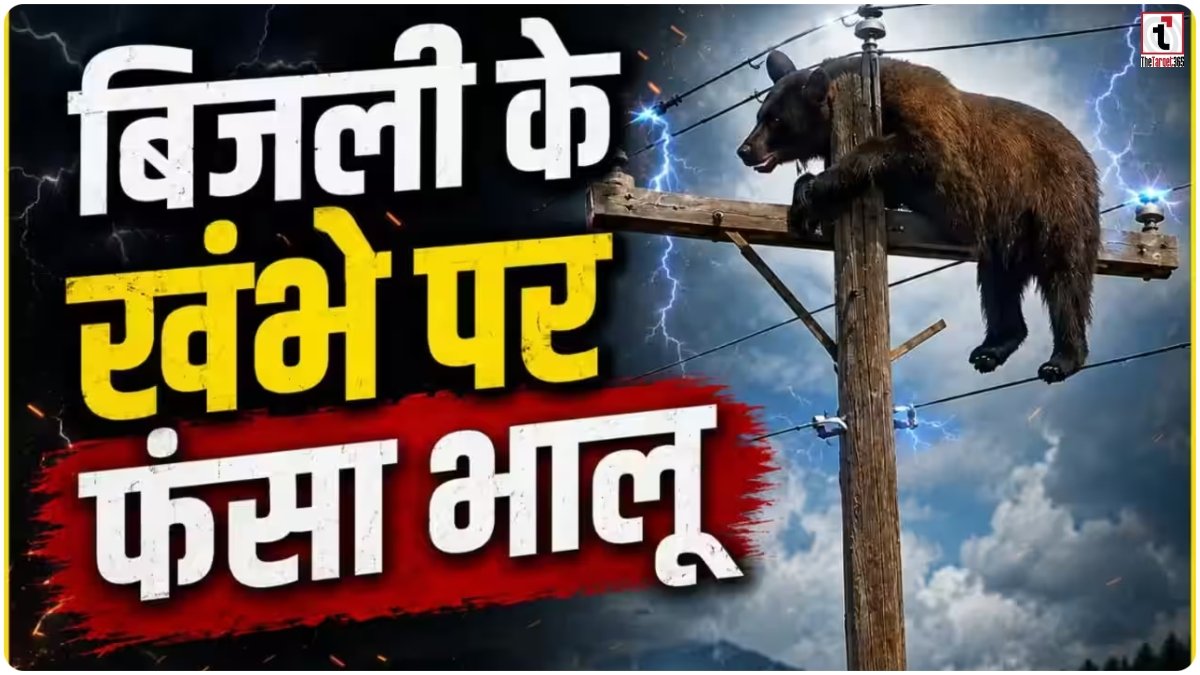 Bear Rescue Video