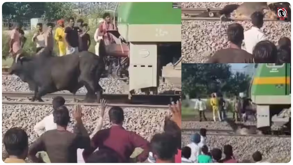 Bull Train Viral Video
