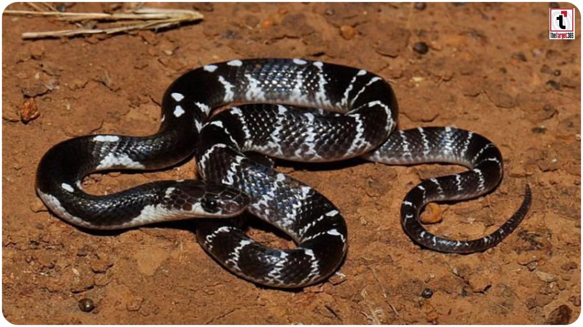 CG Snake Bite