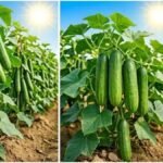 Cucumber Farming : जुलाई में लगाएं खीरे की ये 3 उन्नत किस्में, कम लागत में मिलेगा बंपर उत्पादन और मोटा मुनाफा
