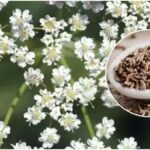 Cumin Farming : घर की छत पर आसानी से उगाएं जीरा, जानिए सही तरीका और पूरी देखभाल