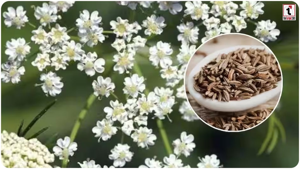 Cumin Farming