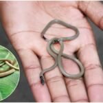 Dangerous Tiny Snake: केंचुए जैसा पतला सांप बेहद खतरनाक, छूने की गलती पड़ सकती है जान पर भारी