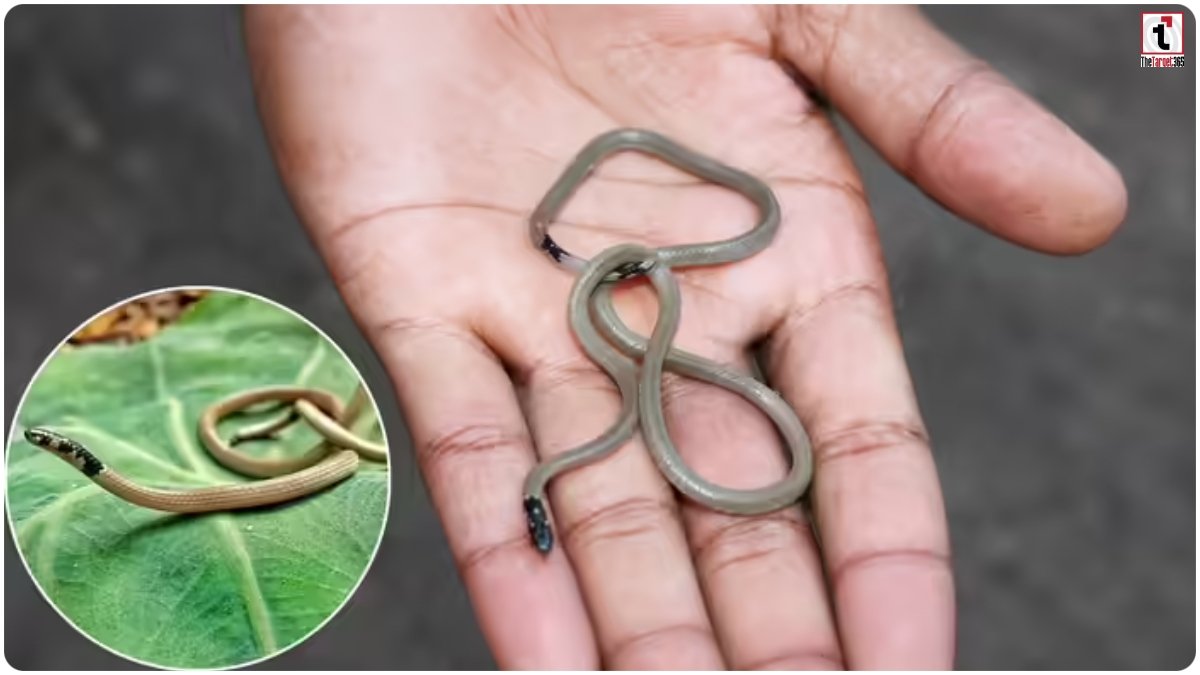 Dangerous Tiny Snake