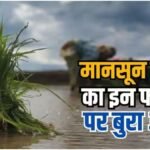 Delayed Monsoon Impact: देर से आई बारिश ने बढ़ाई किसानों की चिंता, चाय समेत कई फसलें प्रभावित