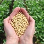 Direct Sale Soybean: किसान सीधे कंपनियों को बेचें सोयाबीन, 10 एकड़ खेती से बढ़ेगी कमाई