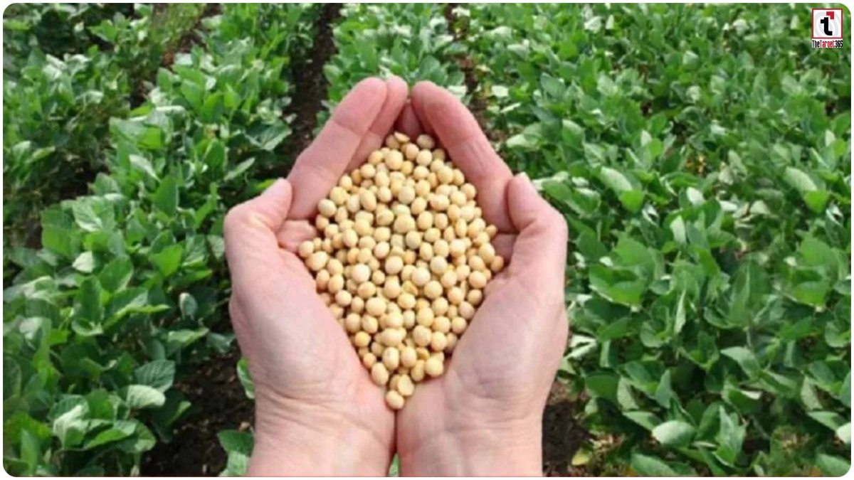 Direct Sale Soybean