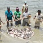 Fish Farmers Scheme: मछली पालकों को मुफ्त बीमा, ऐसे करें आवेदन और उठाएं पूरा लाभ