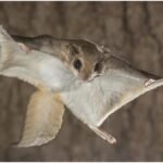Flying Squirrel : कॉर्बेट में दिखी उड़न गिलहरी, इंसानी बस्ती से सुरक्षित रेस्क्यू कर जंगल छोड़ा गया