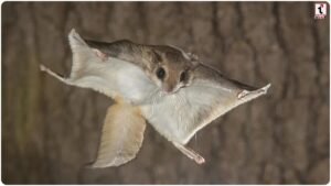 Flying Squirrel