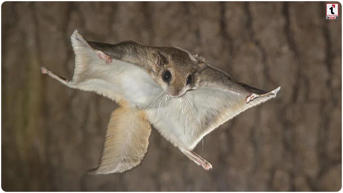 Flying Squirrel