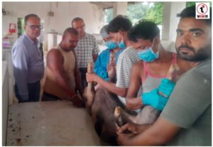 Ambikapur News : शासकीय सुकर फार्म, अंबिकापुर में अफ्रीकन स्वाइन फीवर (ASF) वैक्सीन का ट्रायल जारी