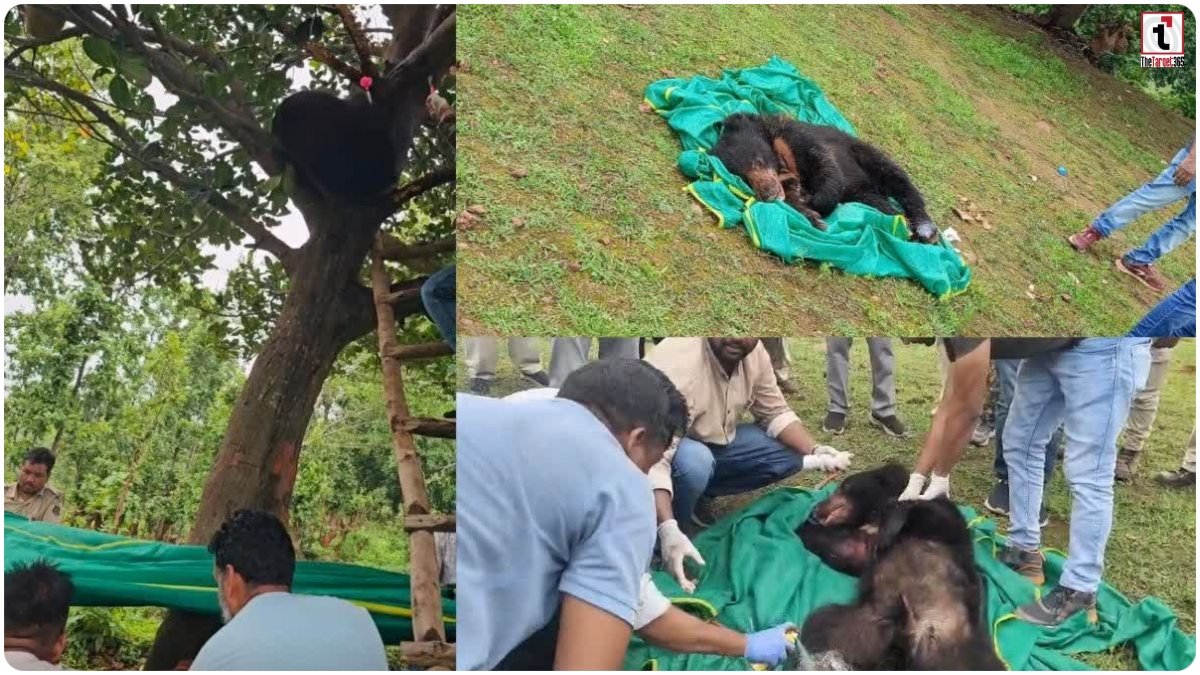Jashpur Bear Rescue