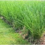 July Farming Tips: जुलाई में करें इस फसल की बुआई, डेढ़ साल में मिलेगा बंपर मुनाफा