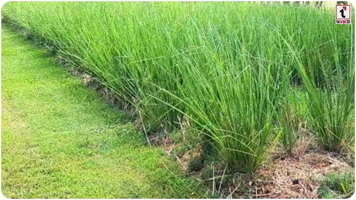 July Farming Tips