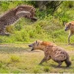 Kuno National Park : कूनो नेशनल पार्क में चीतों ने बदला अपना स्वभाव, तेंदुओं के साथ अपनाई अनोखी टाइम-शेयरिंग रणनीति