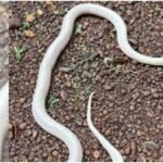 Leucistic Krait: दुर्ग में मिला दुर्लभ सफेद करैत, रंग बदलने के पीछे छिपा है बड़ा वैज्ञानिक कारण