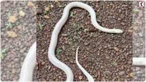 Leucistic Krait