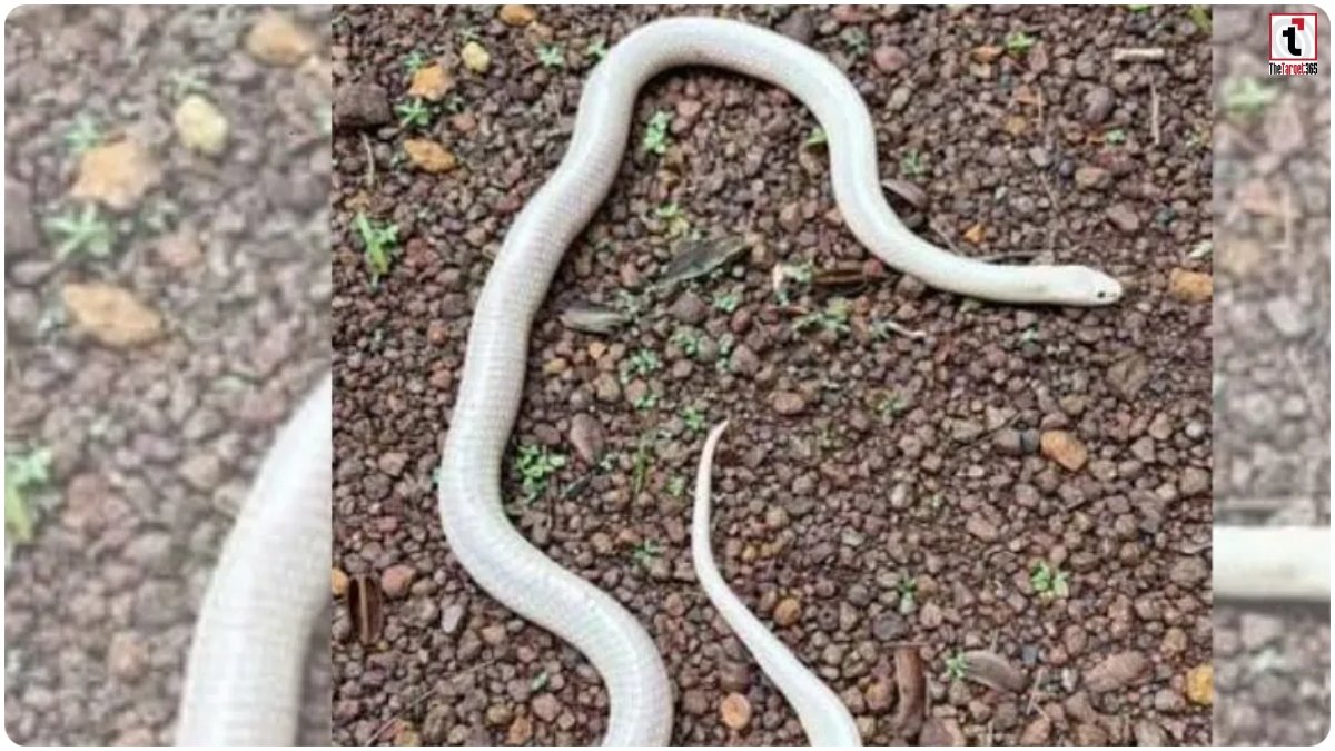 Leucistic Krait