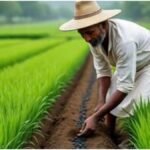 Long Term Profitable Crops: ये फसलें देंगी सालों तक कमाई, किसानों के लिए बड़ा मुनाफे का मौका