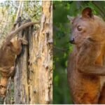 Madagascar Mystery Predator: पेड़ से उल्टा उतरने वाला अनोखा शिकारी, मेडागास्कर के इस रहस्यमयी जीव ने चौंकाया