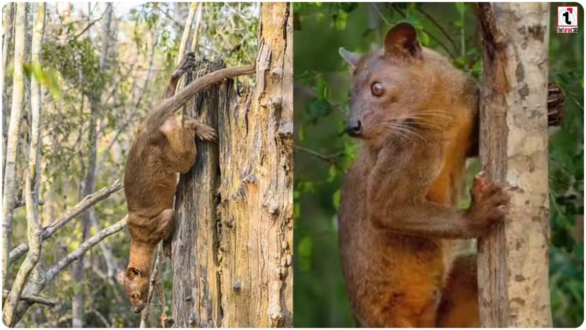 Madagascar Mystery Predator