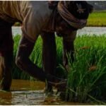 Maharashtra Farmers: खराब बीज-खाद की शिकायत पर 7 दिन में कार्रवाई, सरकार का बड़ा फैसला