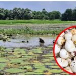 Makhana Farming : बिहार के बाहर भी करें मखाना खेती, नई तकनीक से होगी शानदार कमाई आसानी