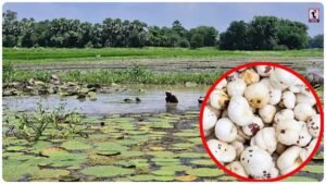 Makhana Farming
