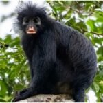 Monkey Species: नारंगी होंठ वाले बंदर की नई प्रजाति खोजी गई, वैज्ञानिक भी रह गए हैरान