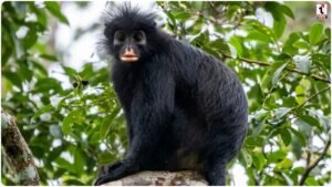 Monkey Species
