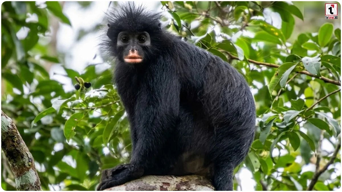 Monkey Species