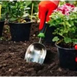 Monsoon Gardening Tips : बरसात में पौधे लगाने से पहले जान लें ये पांच जरूरी बातें, मिलेगा बेहतर विकास