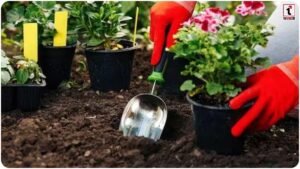 Monsoon Gardening Tips